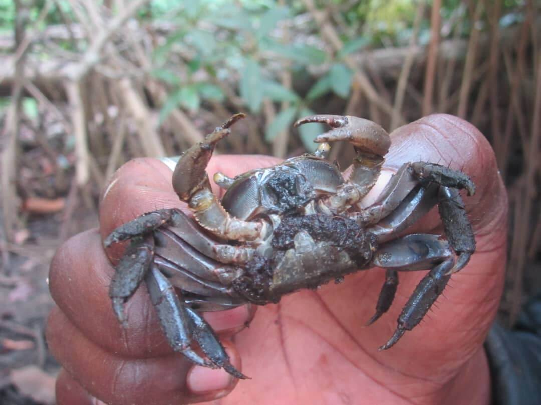 Conservation et restauration communautaire des zones côtières à travers la gestion des mangroves | Appui aux Initiatives de Développement - AIDE Cameroun