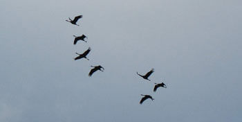 Nous tous | Babelmed