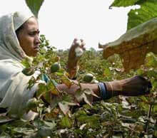 Caught in a Dirty Business | Babelmed