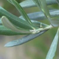 Les perspectives | Babelmed