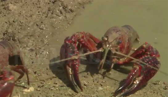 Avant que la canicule nous brûle le cerveau | Babelmed