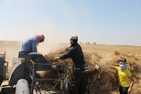 De l’Égypte à la Palestine, l’arme de l’agroécologie | Babelmed