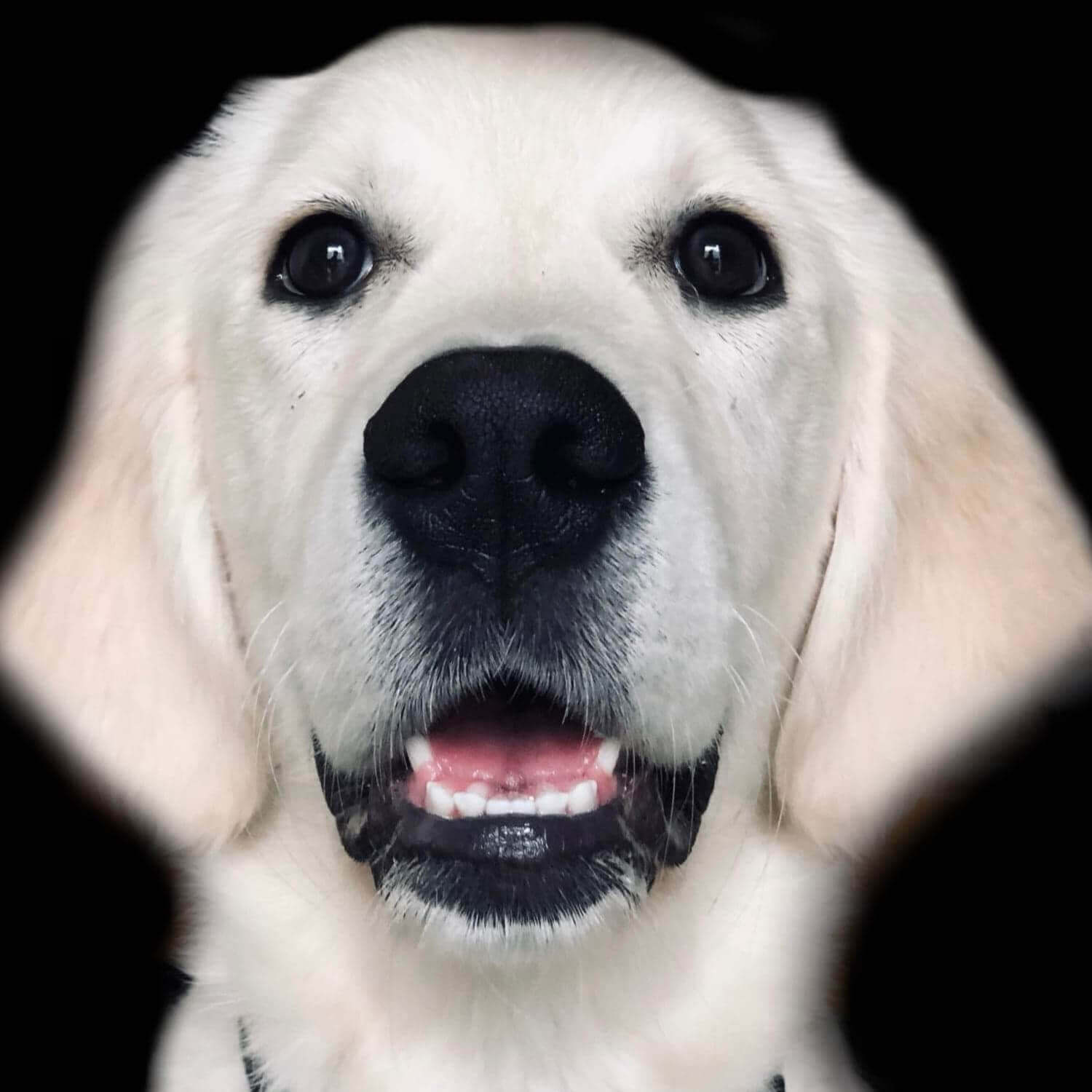 Sky | FCAPI - France Chiens d'Assitance Personnalisé et indidualisé