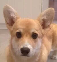 Miss | FCAPI - France Chiens d'Assitance Personnalisé et indidualisé