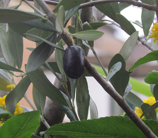 Tempo di raccolta... | Babelmed