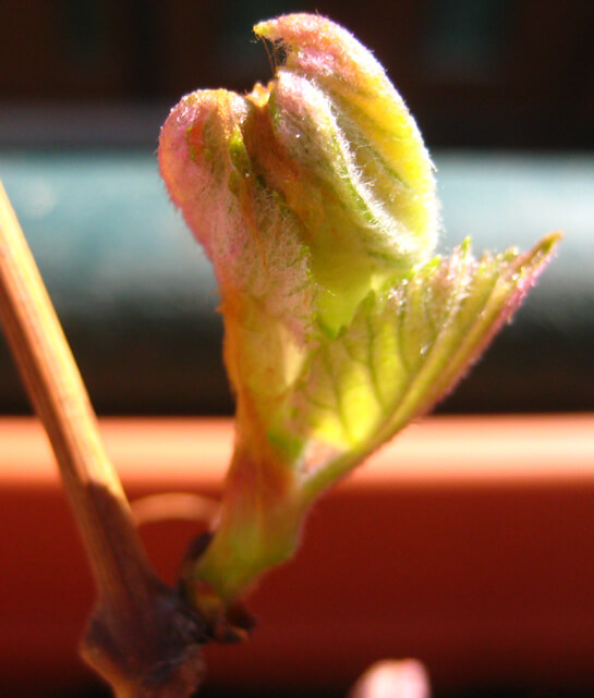 Germoglio... | Babelmed