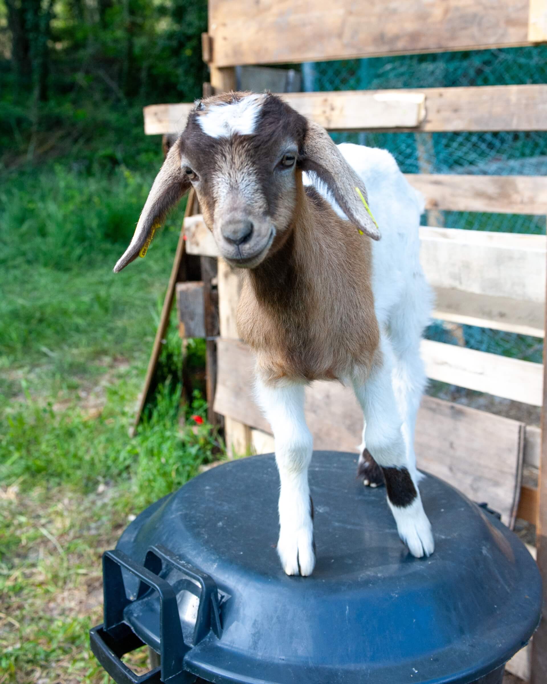 La Ferme thérapeutique La Consoude