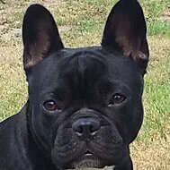 Ischgl | FCAPI - France Chiens d'Assitance Personnalisé et indidualisé