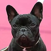 Leïa | FCAPI - France Chiens d'Assitance Personnalisé et indidualisé