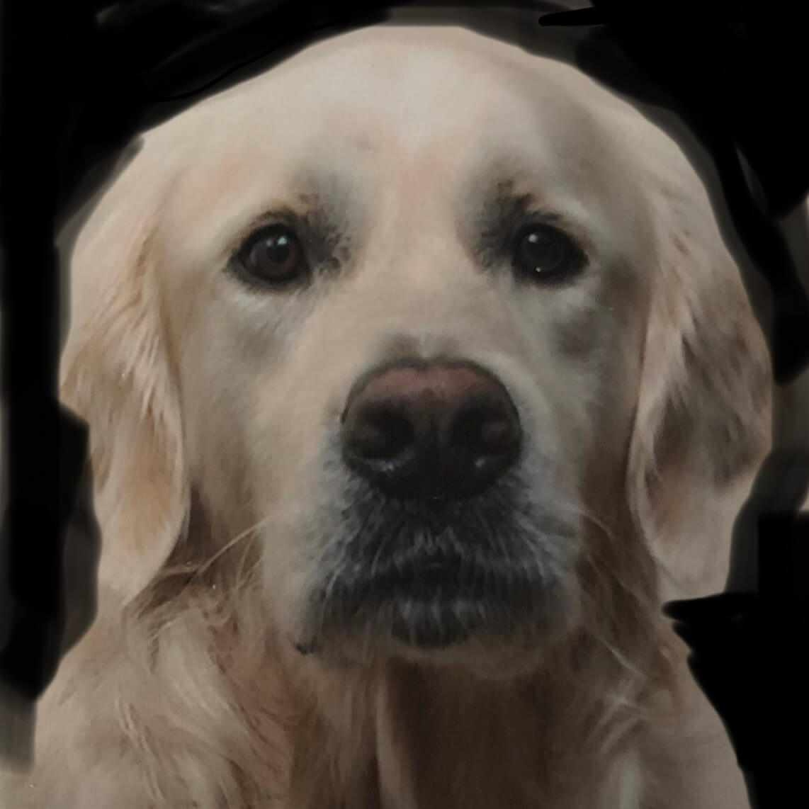 Padou | FCAPI - France Chiens d'Assitance Personnalisé et indidualisé