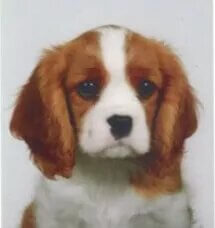 Poppi | FCAPI - France Chiens d'Assitance Personnalisé et indidualisé