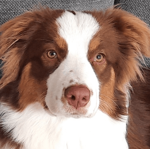 Romy | FCAPI - France Chiens d'Assitance Personnalisé et indidualisé