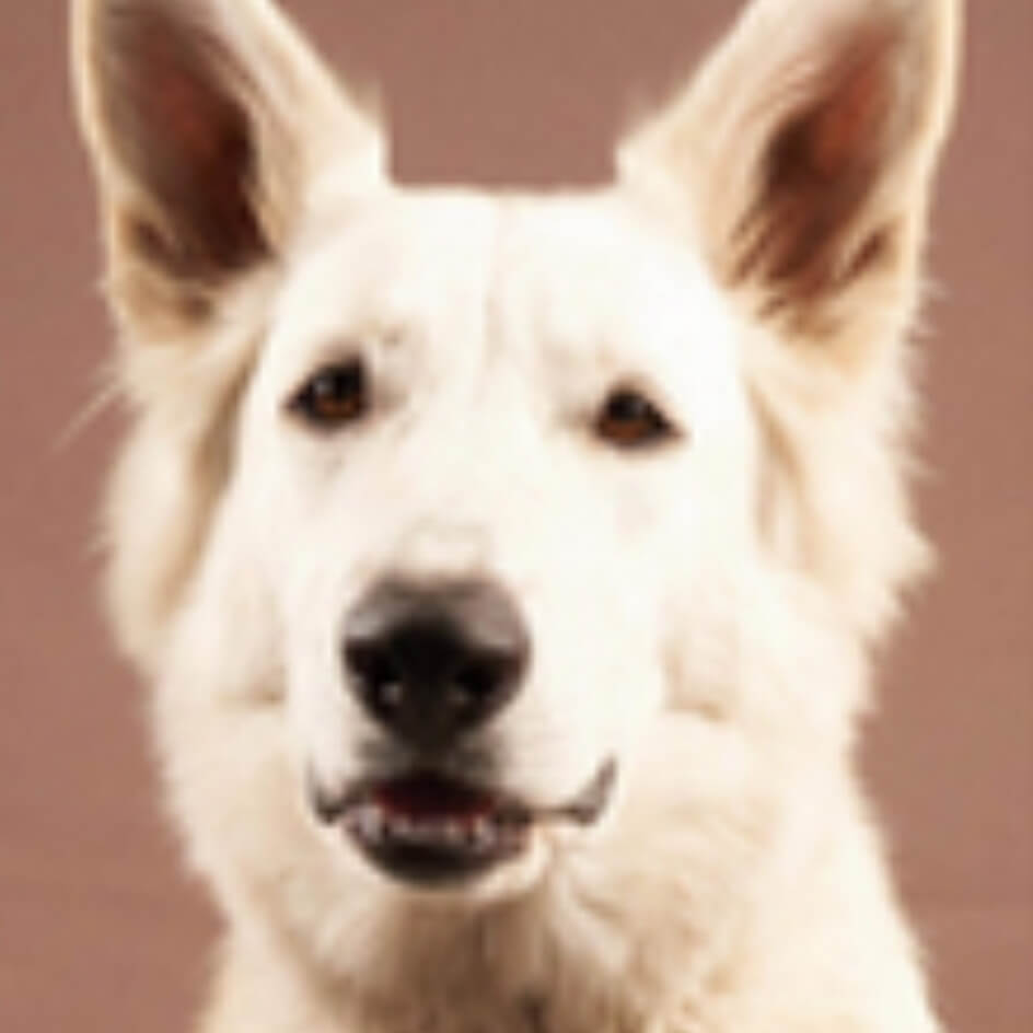 Spärk | FCAPI - France Chiens d'Assitance Personnalisé et indidualisé