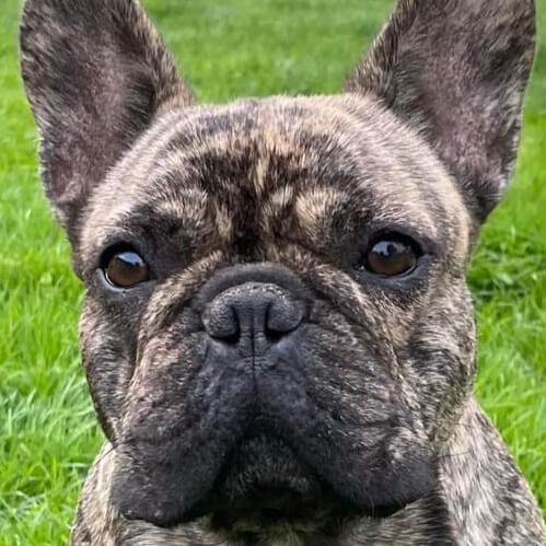 Patton | FCAPI - France Chiens d'Assitance Personnalisé et indidualisé