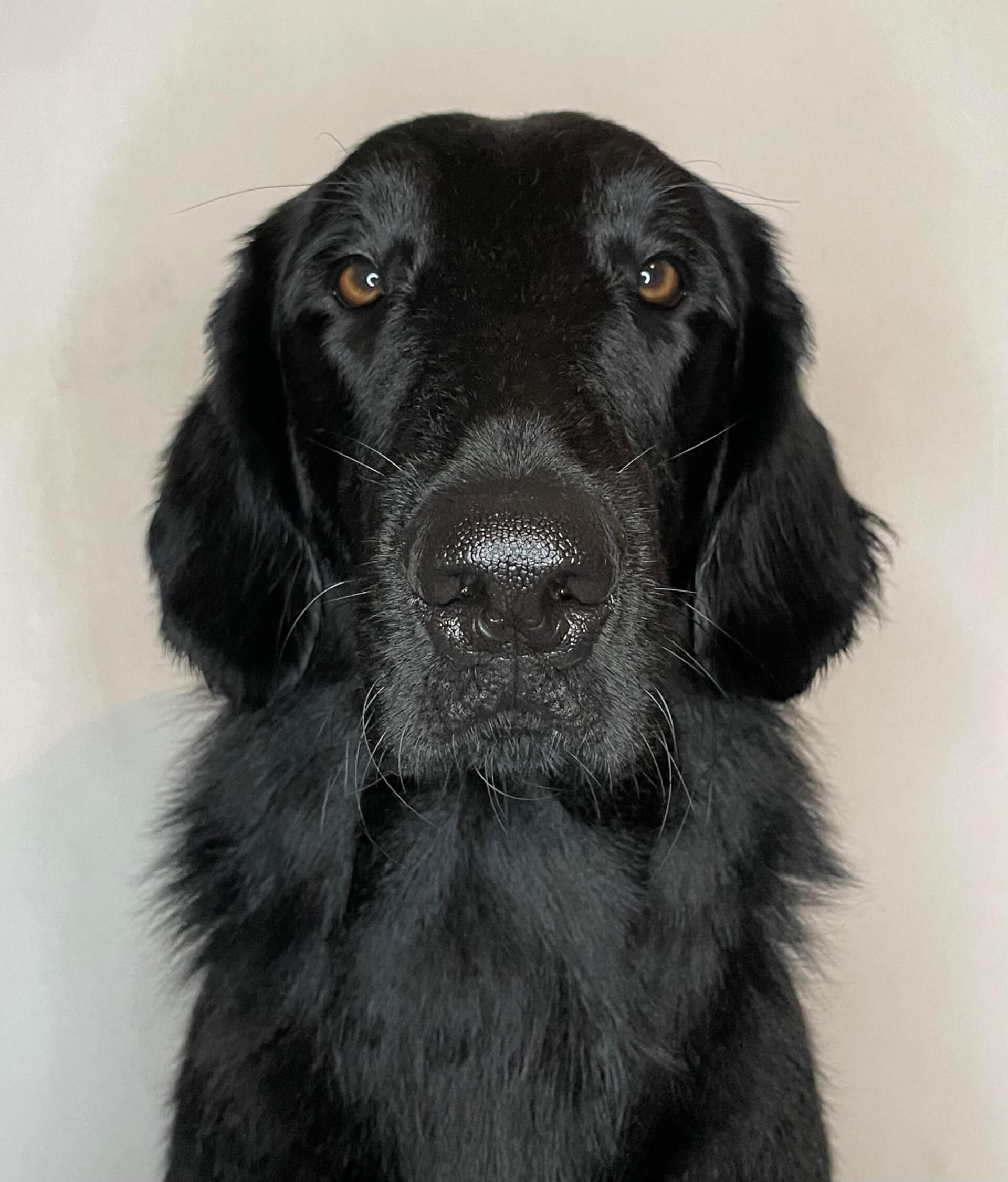 Loki | FCAPI - France Chiens d'Assitance Personnalisé et indidualisé