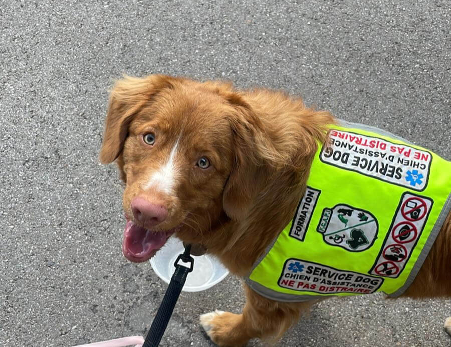 FCAPI - France Chiens d'Assitance Personnalisé et indidualisé