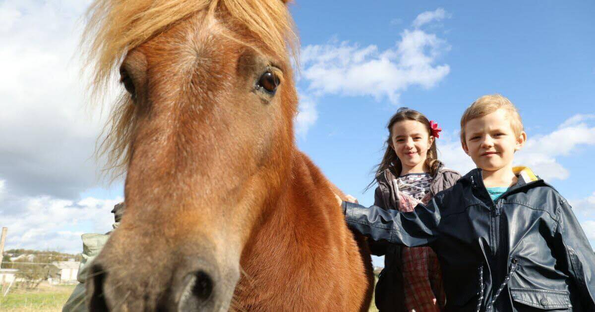 Photos. Hilbesheim : 50 animaux miniatures attendent votre visite à La Contrée des minis | La contrée des minis