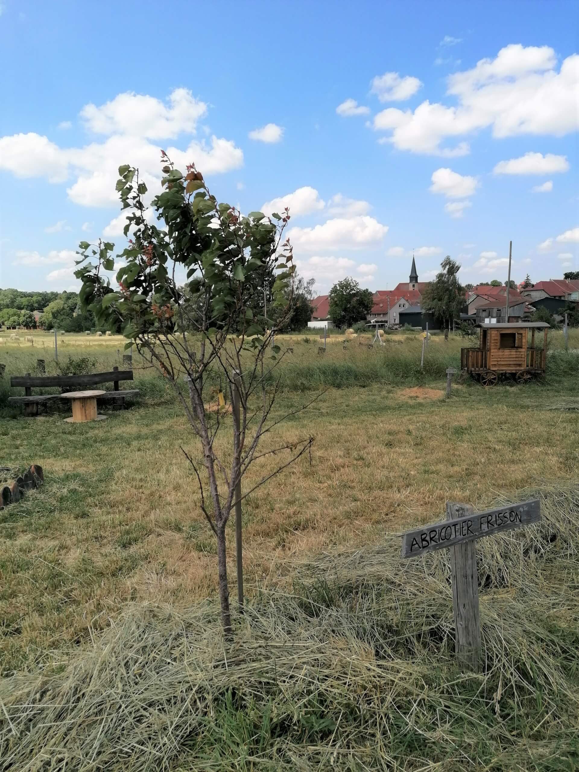 L'abricotier | La contrée des minis