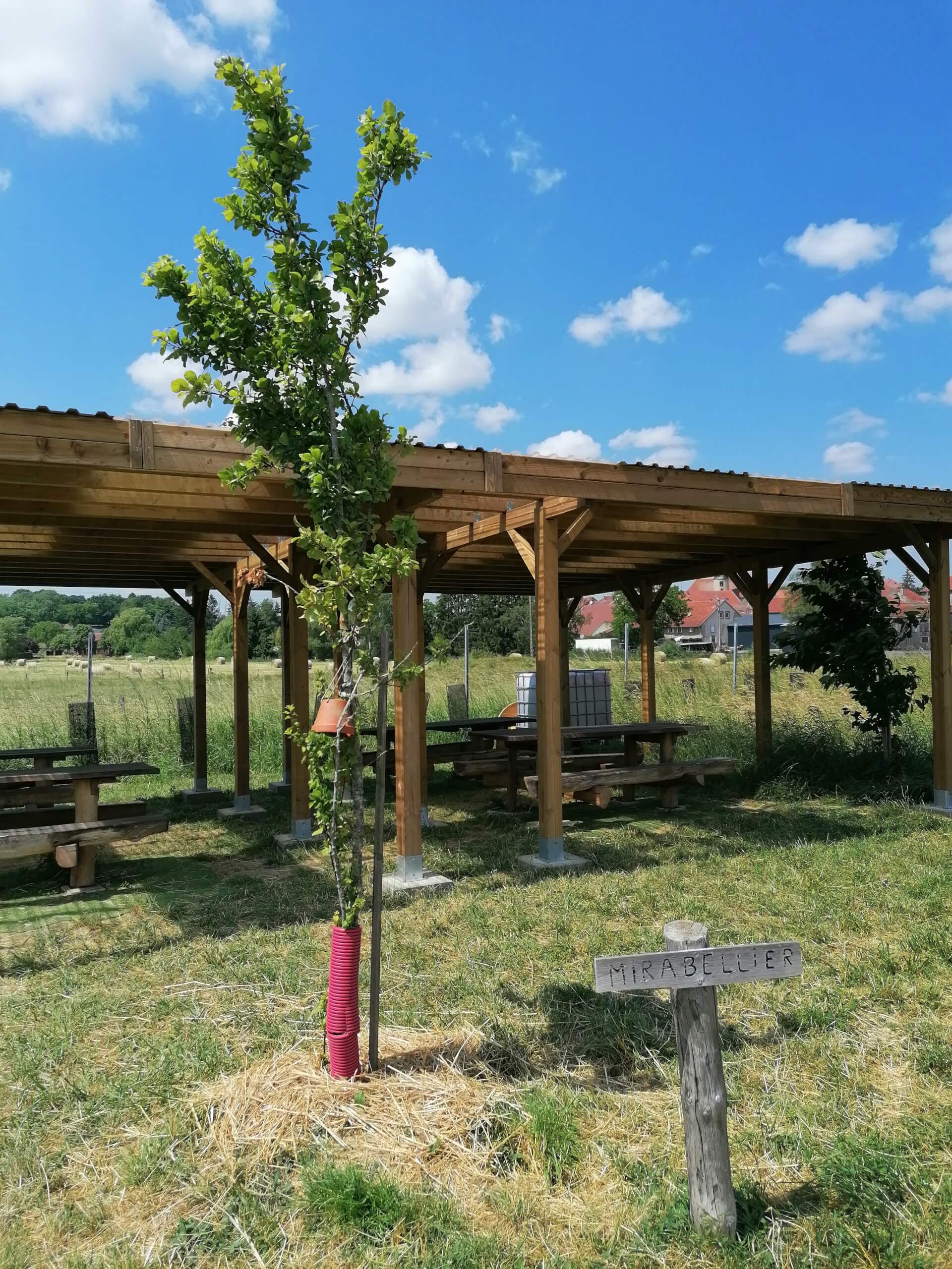 Le mirabellier | La contrée des minis