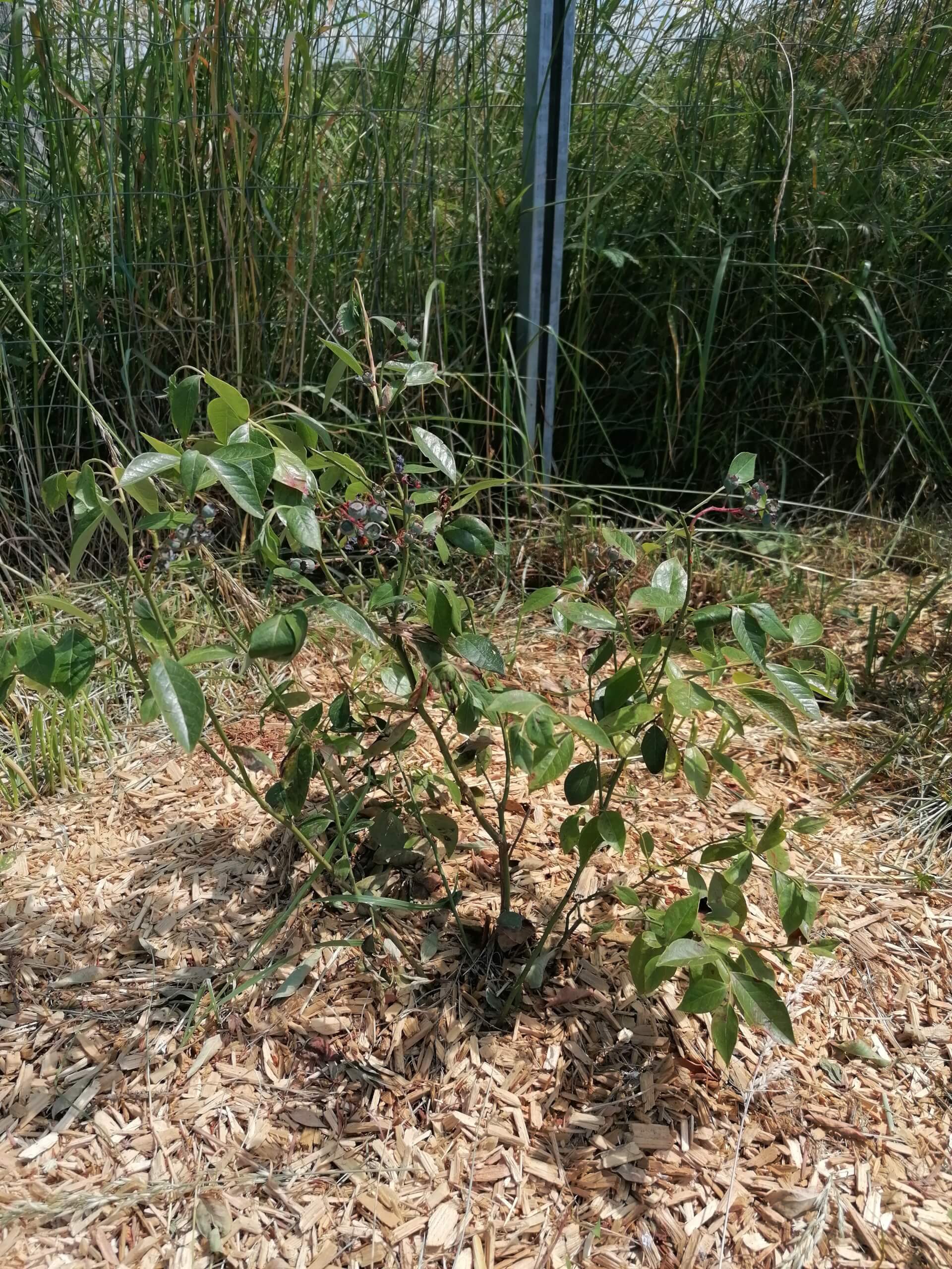 Le myrtillier | La contrée des minis