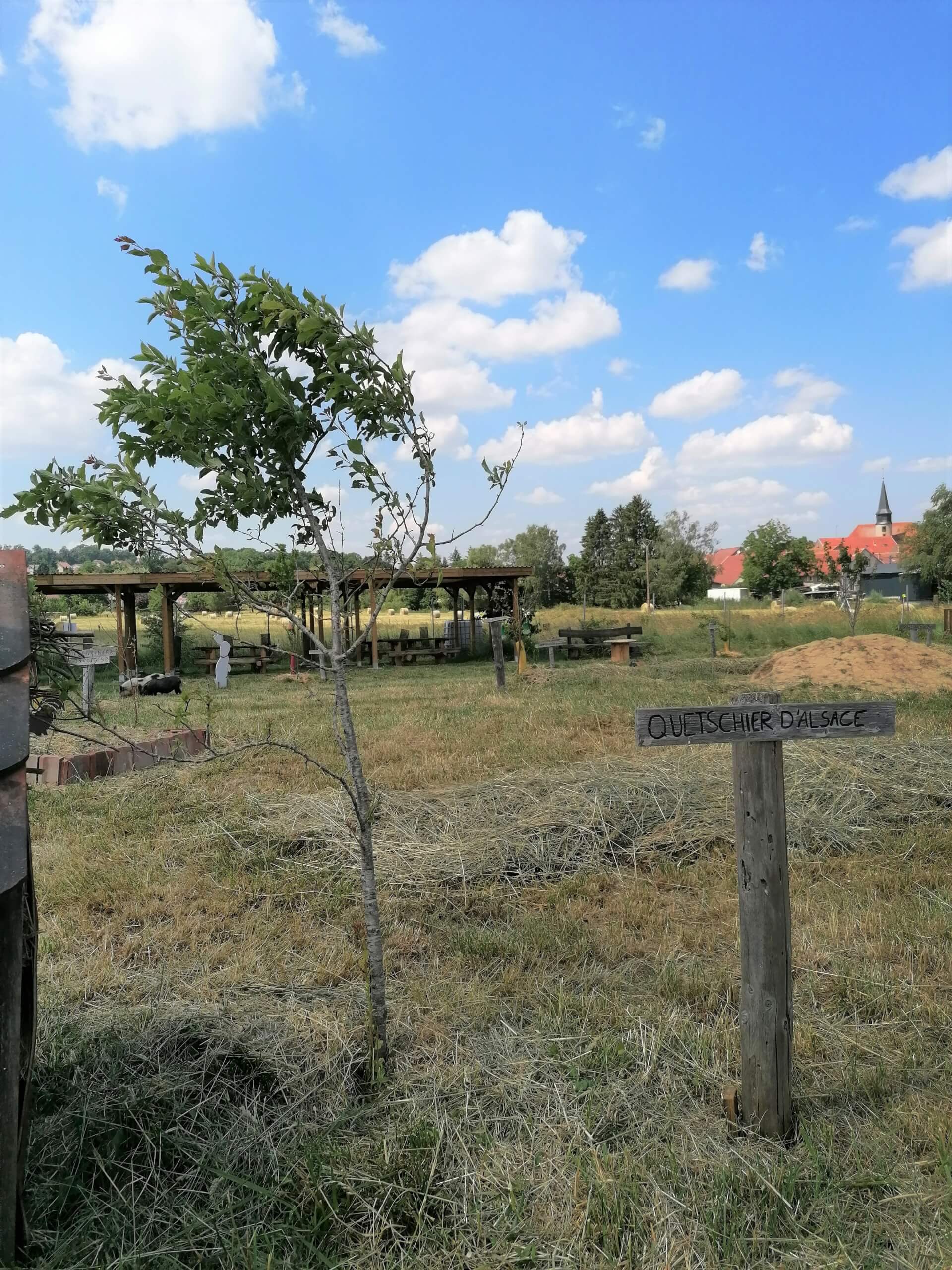 Le quetschier | La contrée des minis