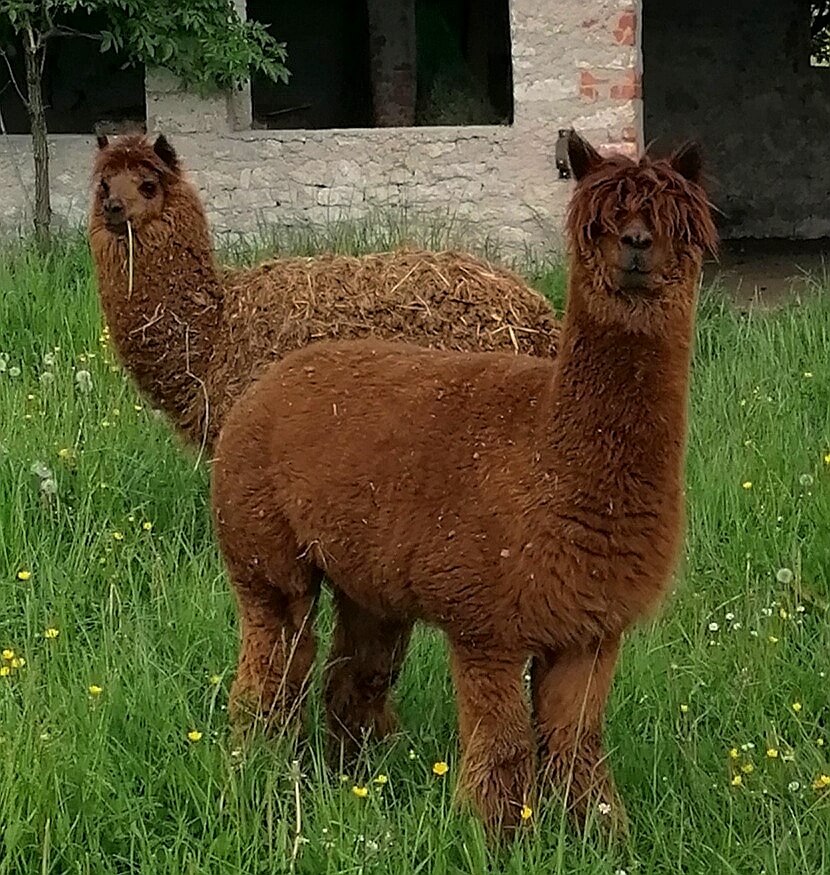Les alpagas | La contrée des minis