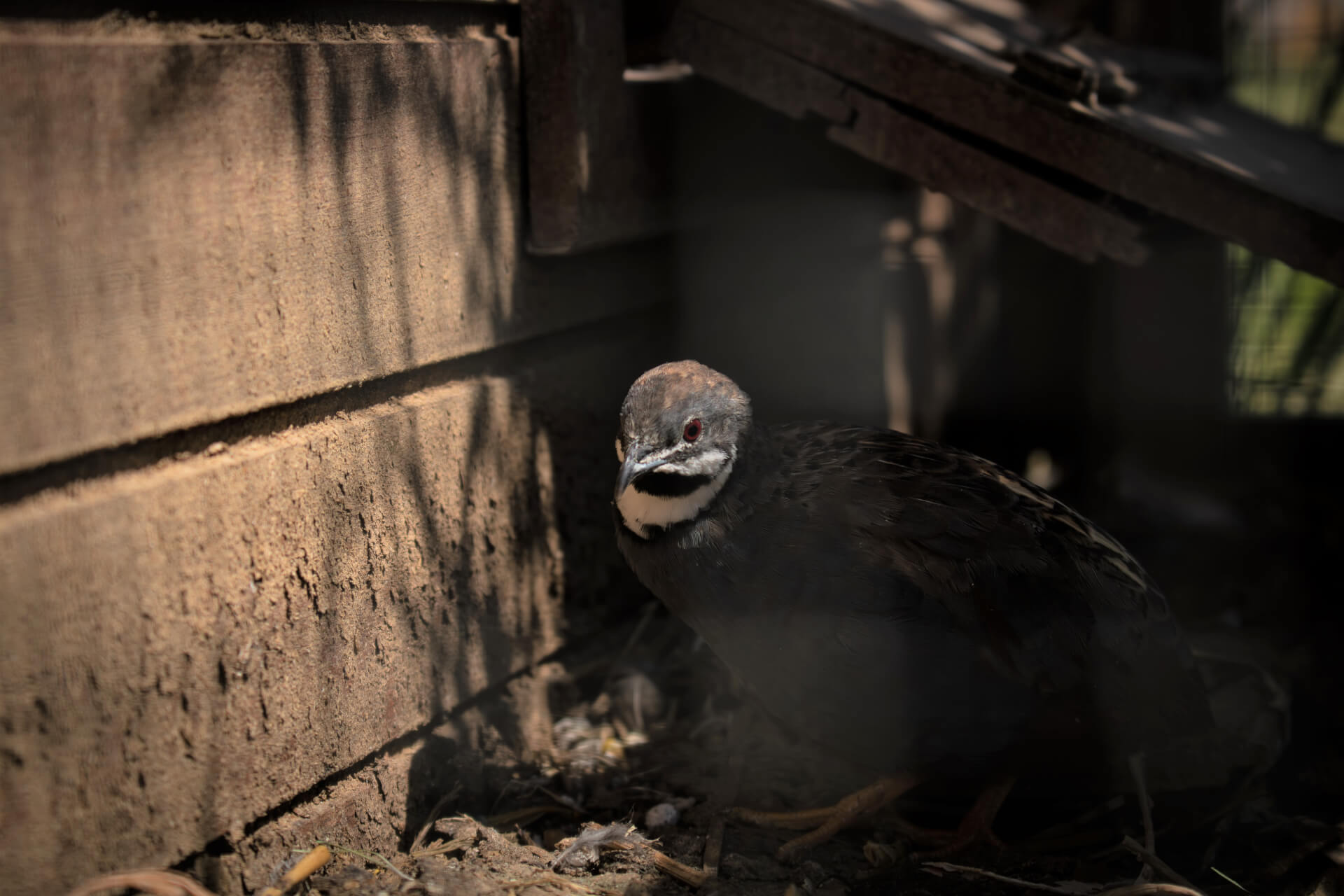 Les cailles de Chine | La contrée des minis