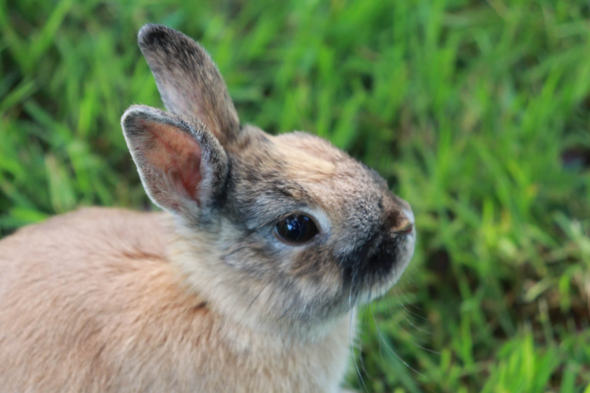 Les lapins nains | La contrée des minis
