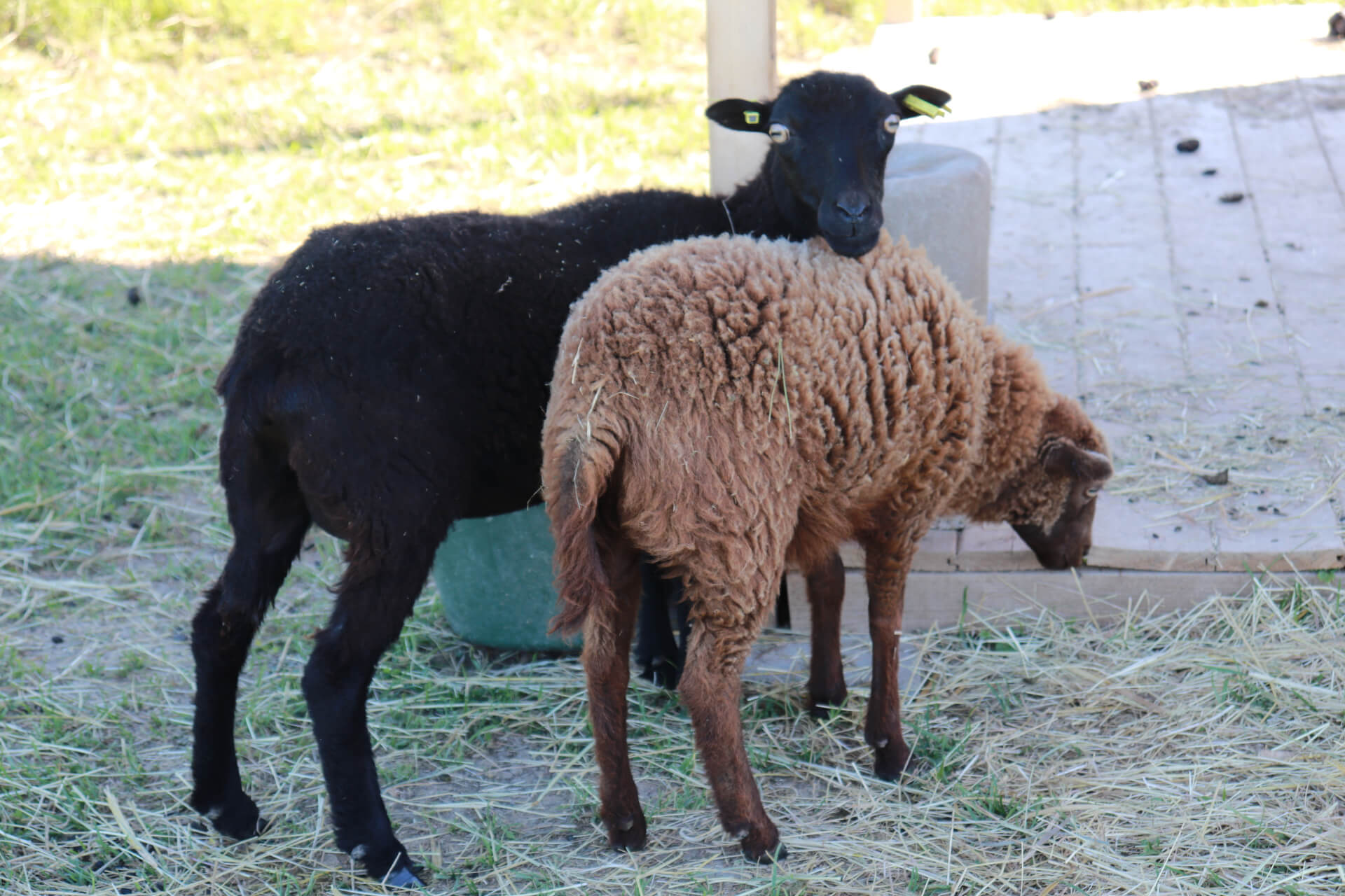 Les moutons d’Ouessant | La contrée des minis