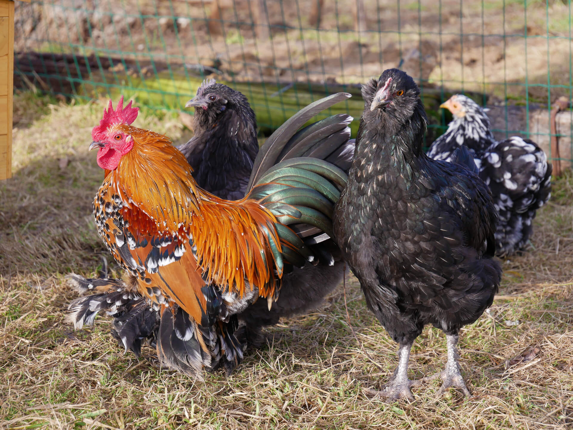 Les poules et coqs nains | La contrée des minis