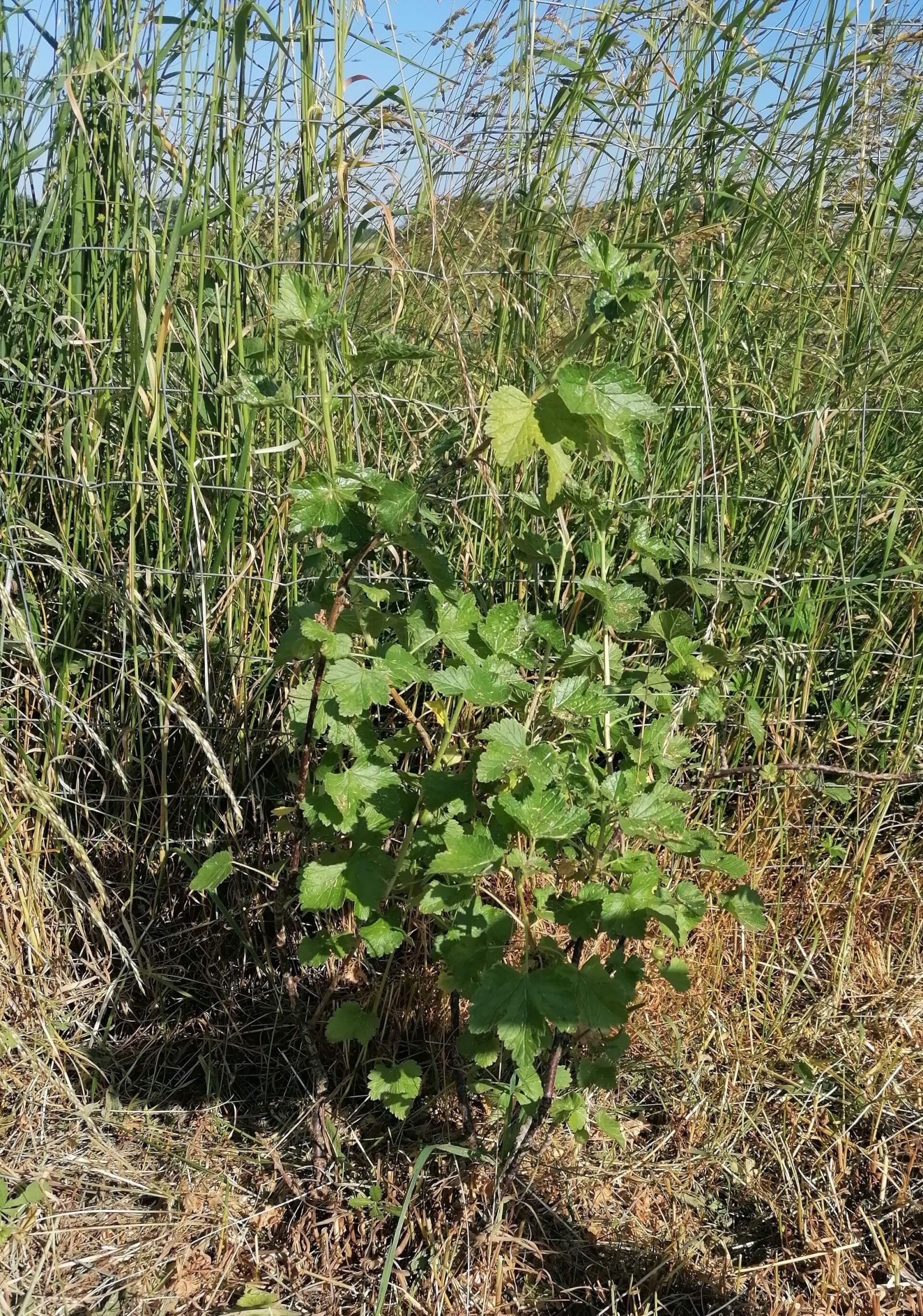 Le caseillier | La contrée des minis