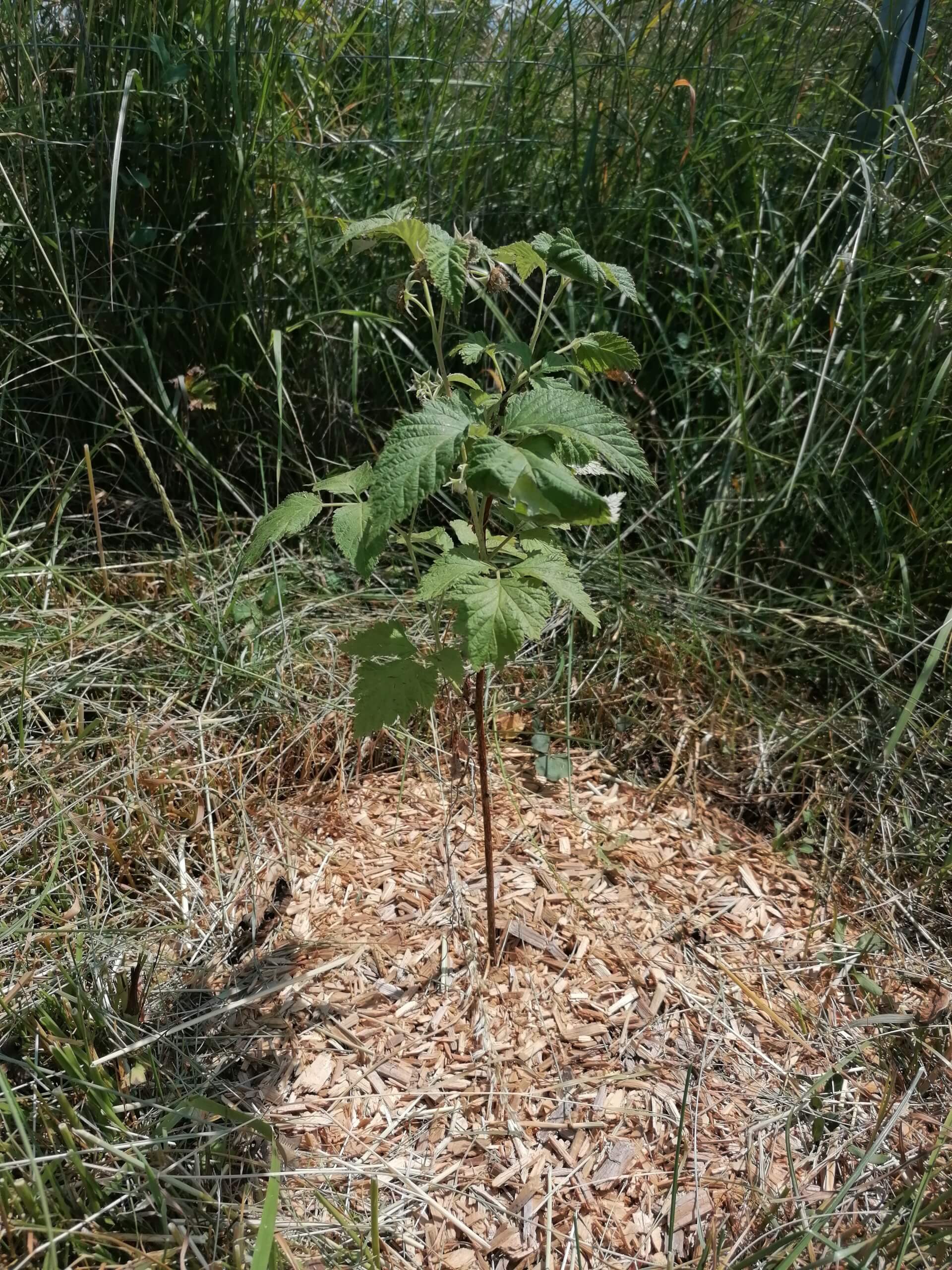 Le framboisier | La contrée des minis