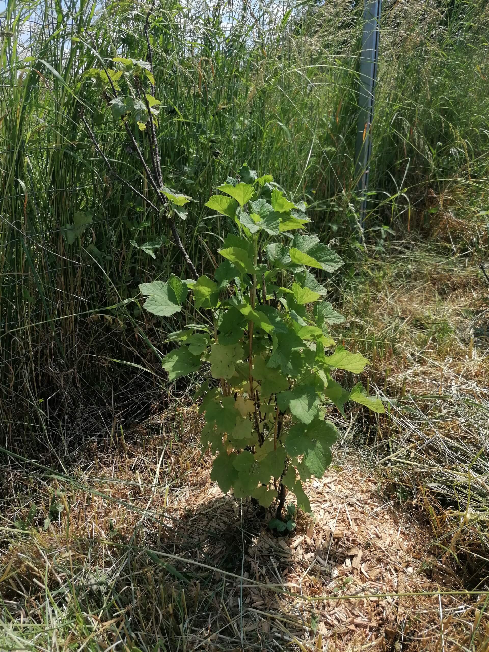 Le groseillier | La contrée des minis