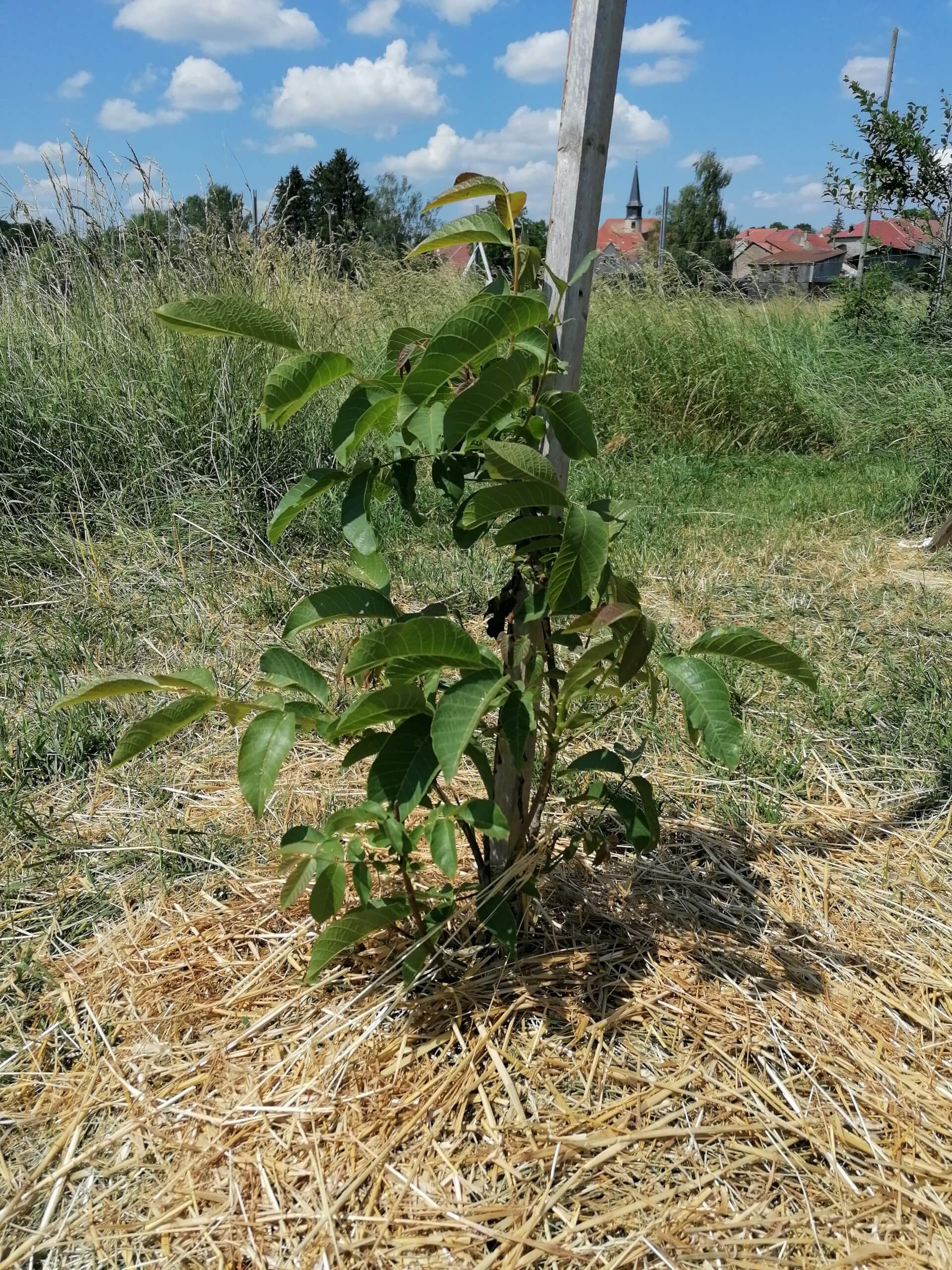 Le noyer | La contrée des minis