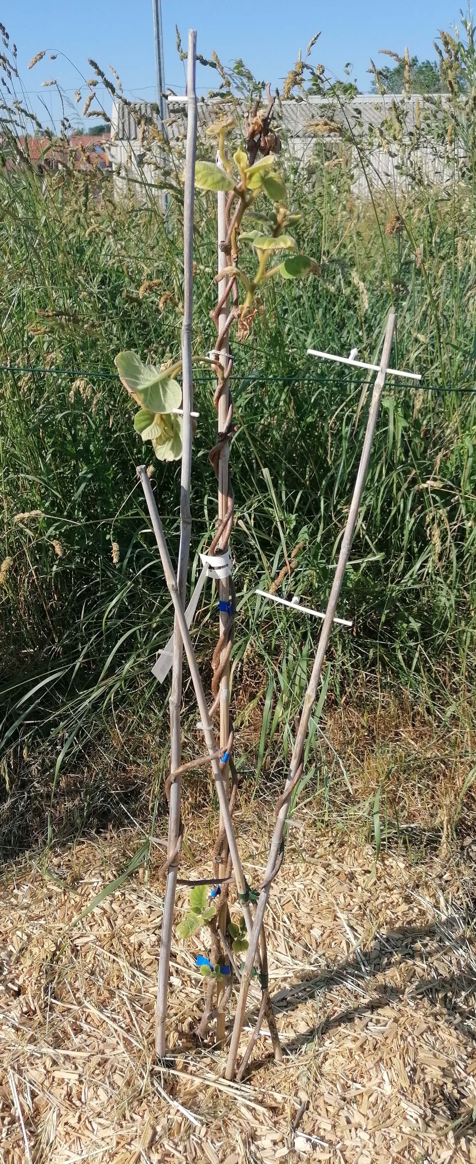 Le kiwier | La contrée des minis