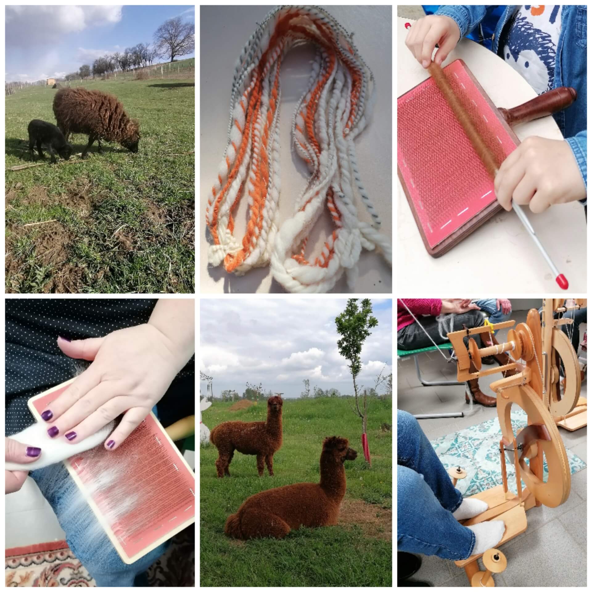 Animation "De la toison au fil de laine" | La contrée des minis