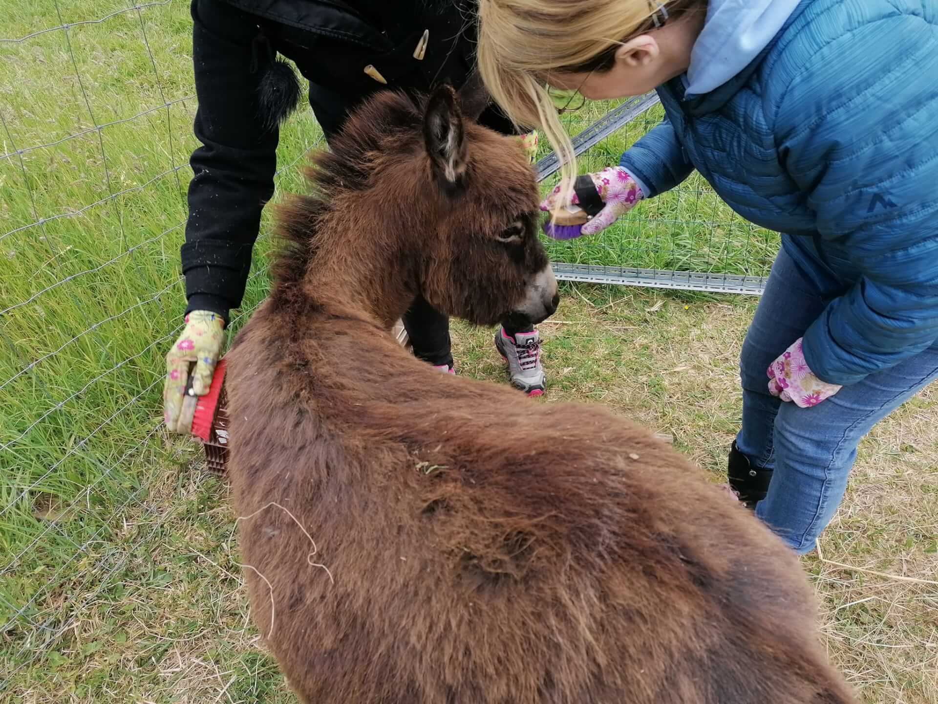 La contrée des minis