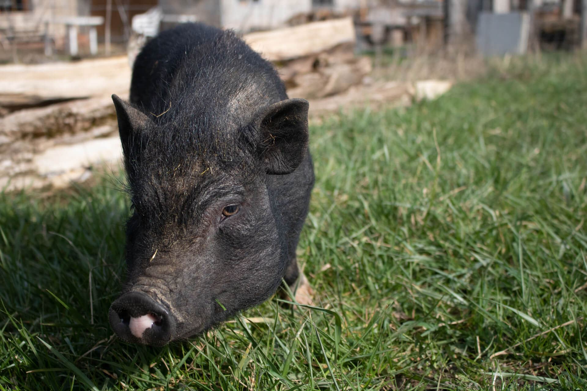 La contrée des minis