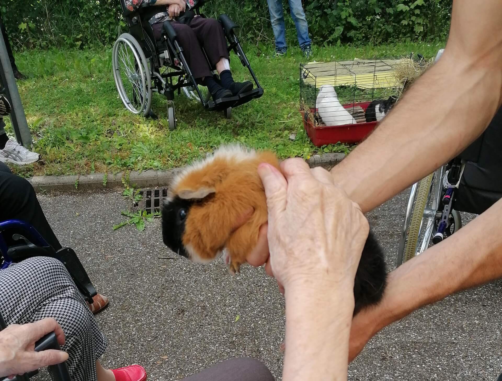 La contrée des minis