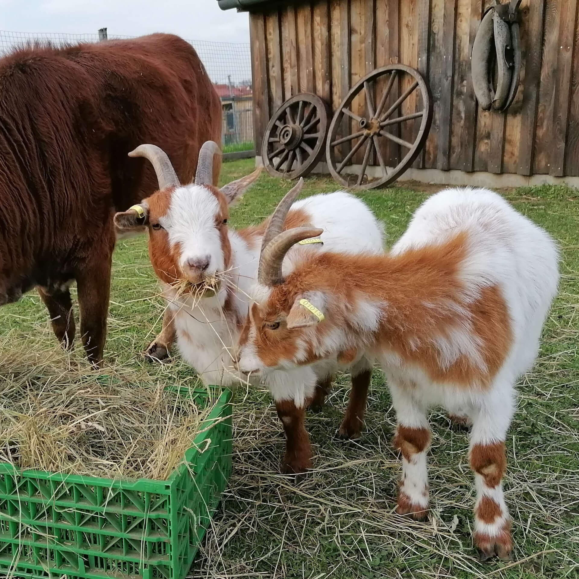 Les chèvres naines | La contrée des minis