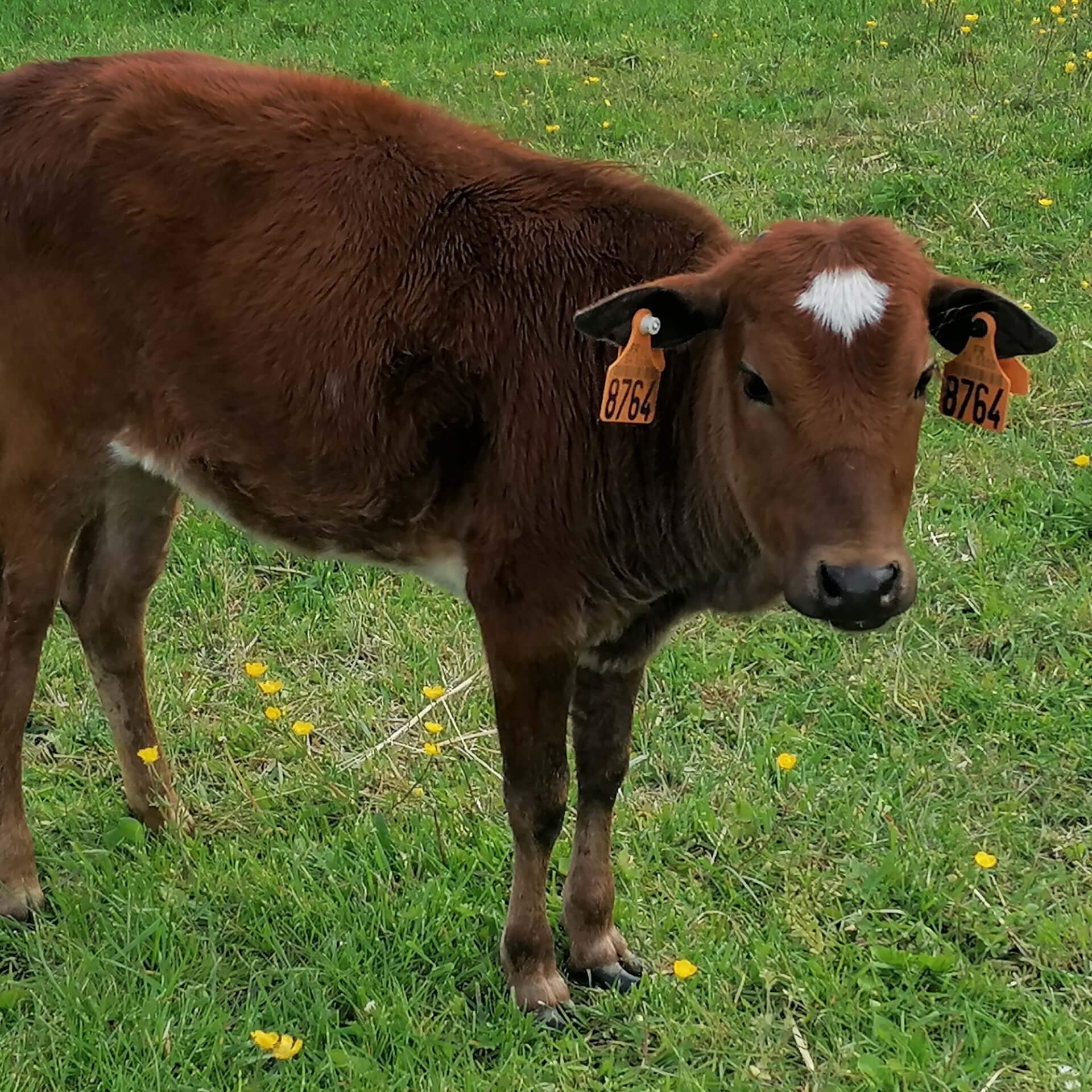 Le zébu miniature | La contrée des minis