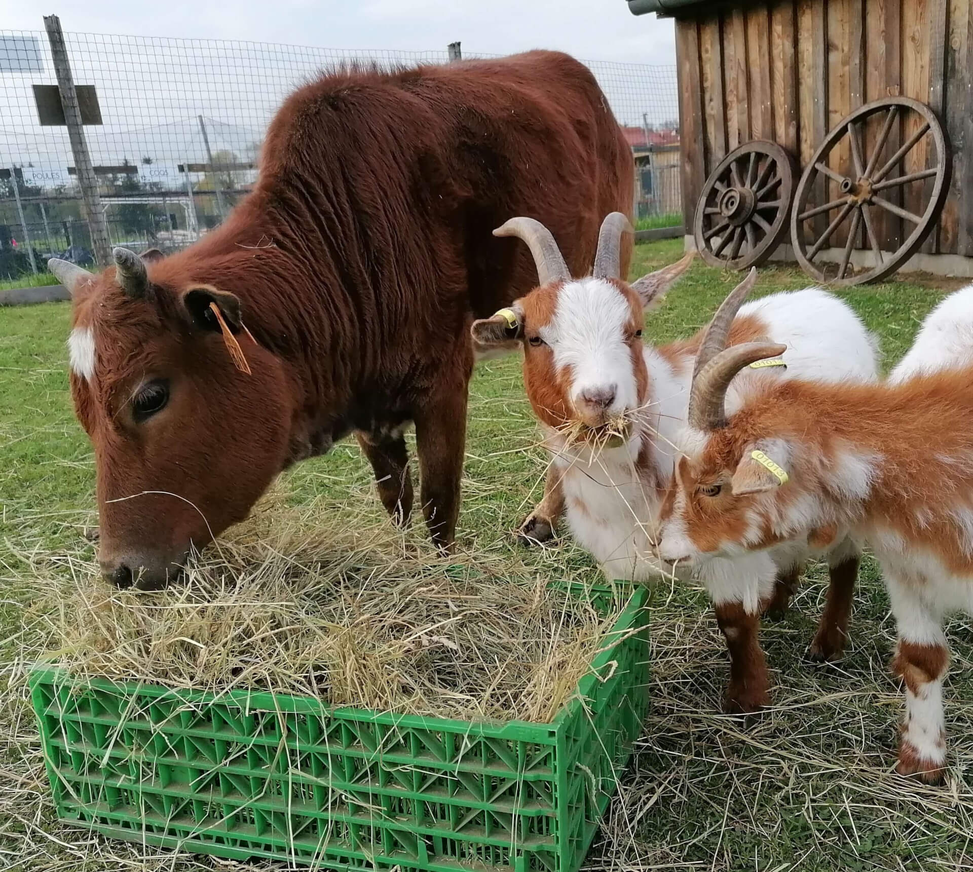 La contrée des minis