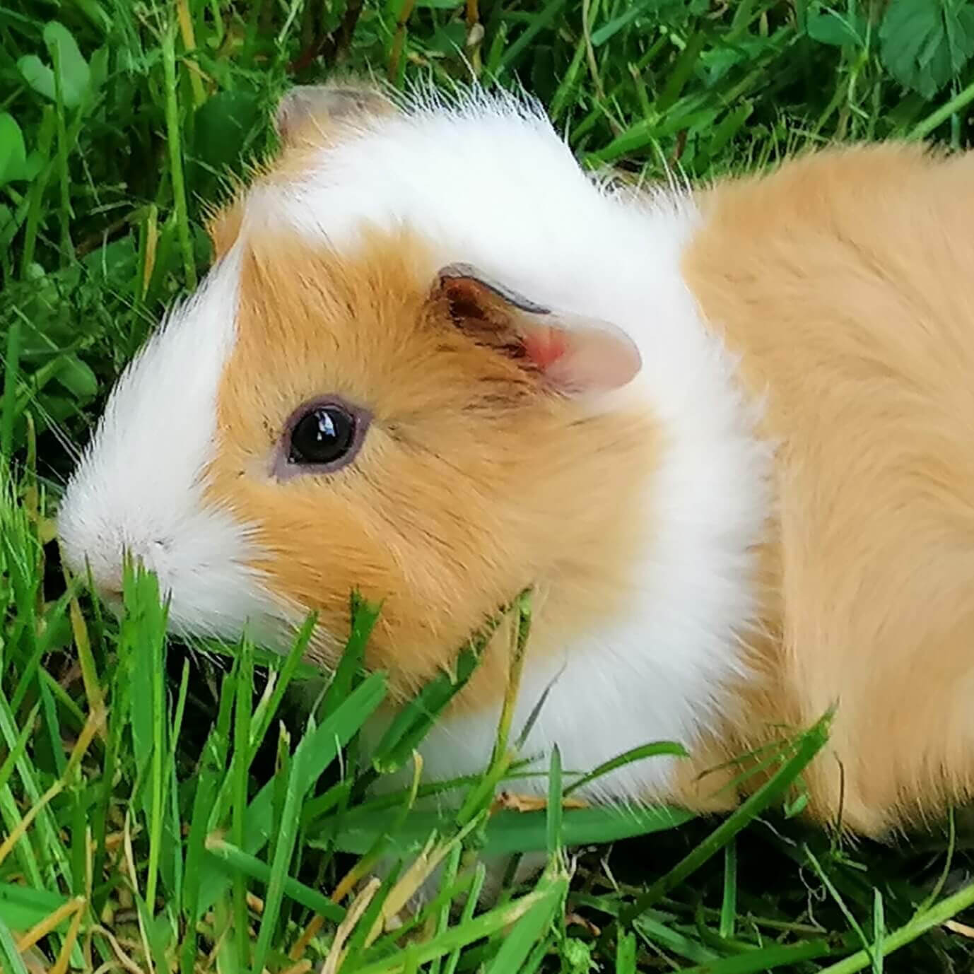 Les cochons d’Inde | La contrée des minis