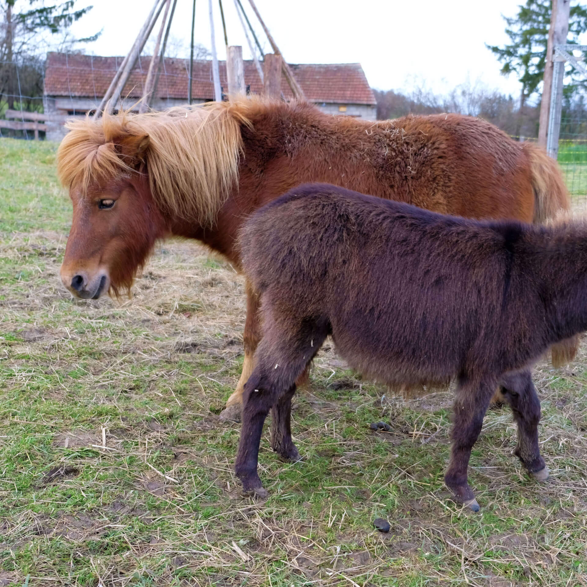 Le poney Shetland | La contrée des minis