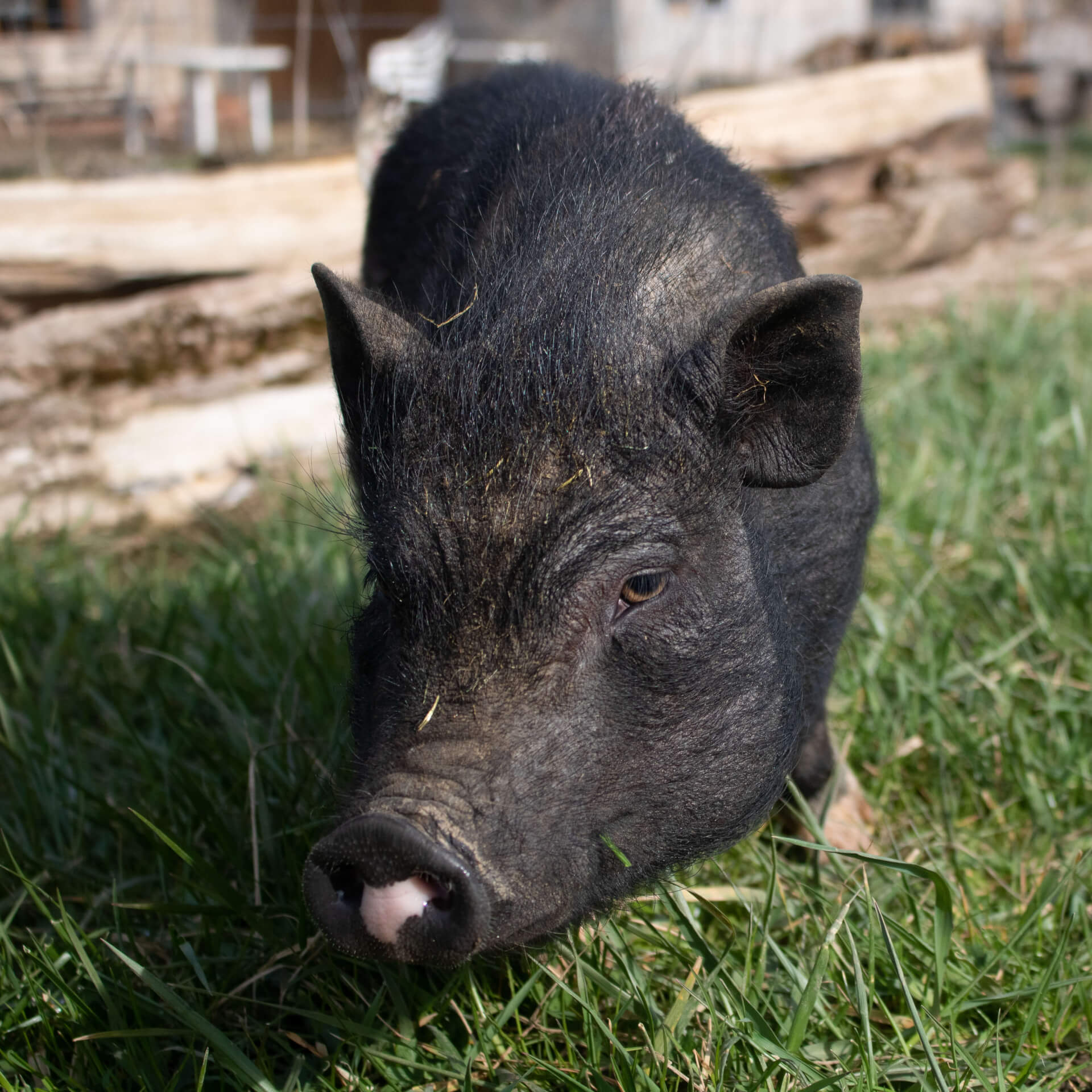 Les cochons miniatures | La contrée des minis