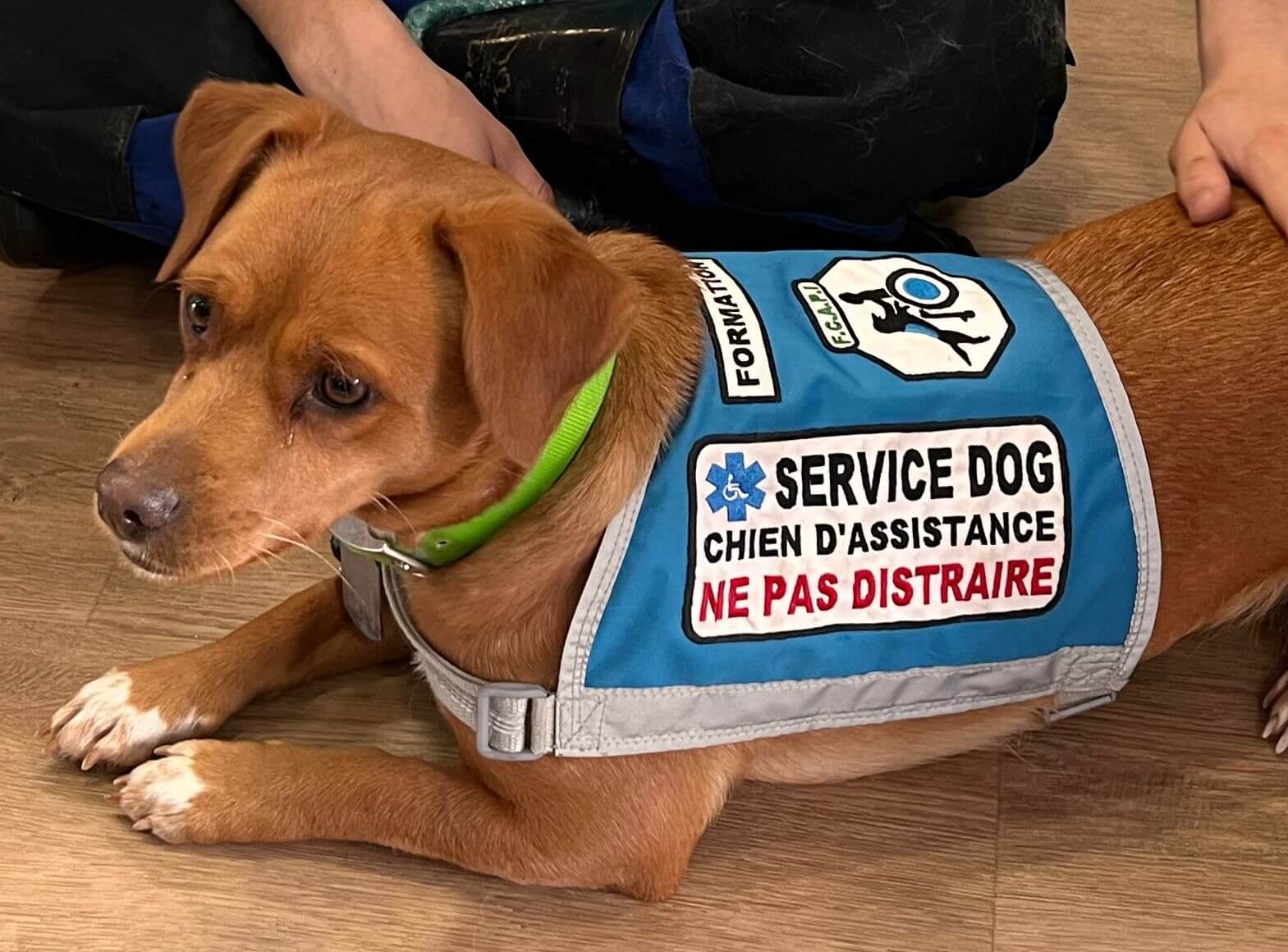 FCAPI - France Chiens d'Assitance Personnalisé et indidualisé