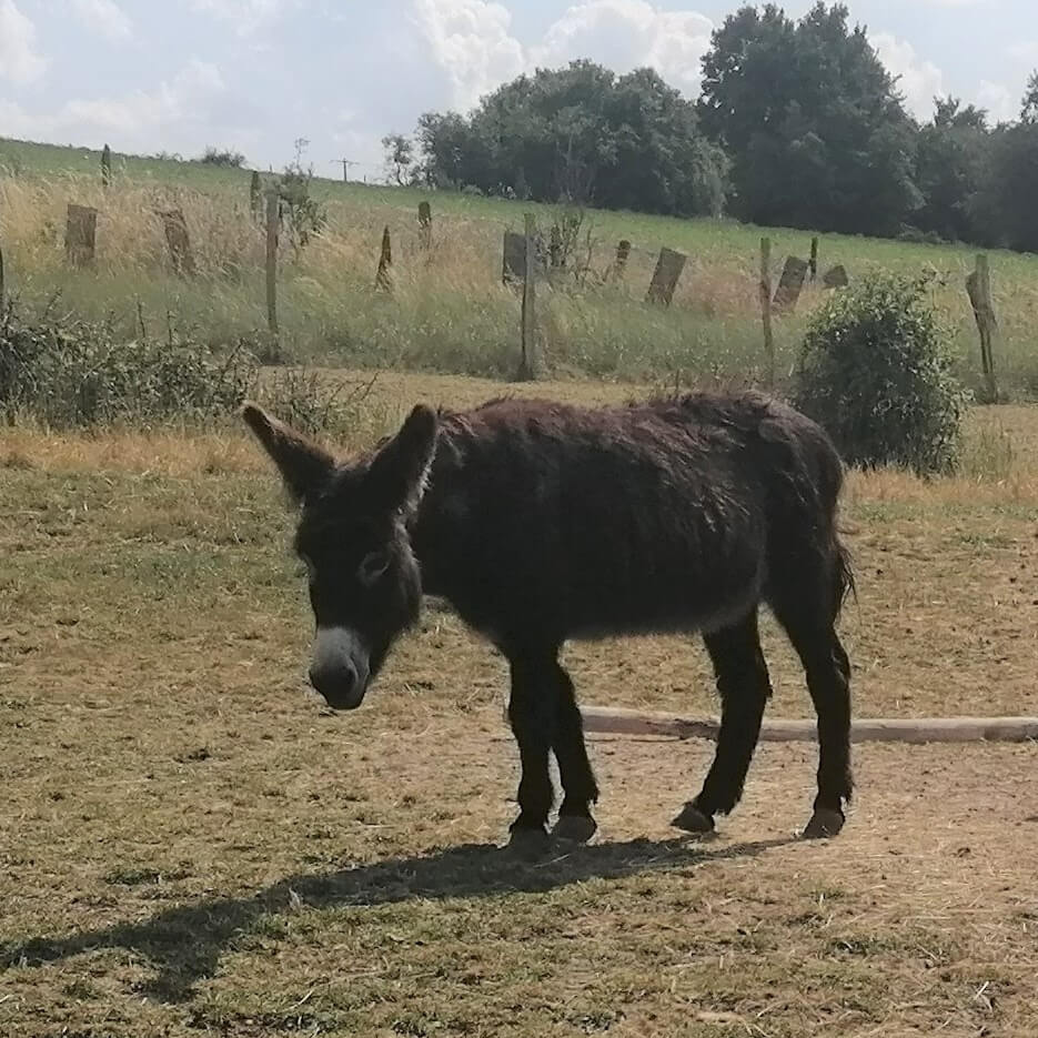 Les ânes miniatures | La contrée des minis