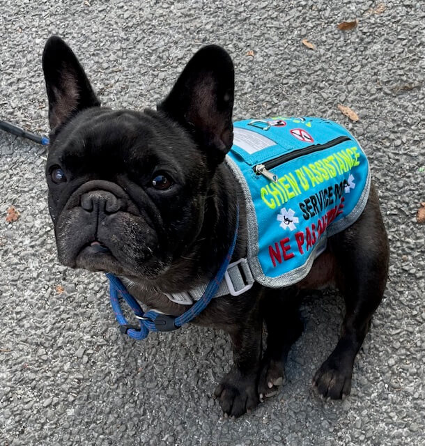 Chien Thérapeute de Soutien et de Service Social | FCAPI - France Chiens d'Assitance Personnalisé et indidualisé