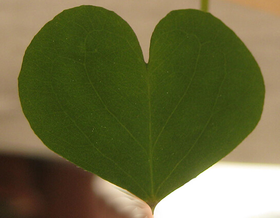 Monofoglio... | Babelmed