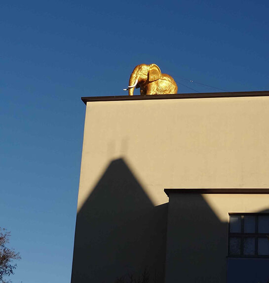 L'elefante... Sul tetto... | Babelmed